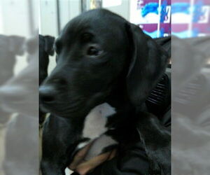 Labrador Retriever-Unknown Mix Dogs for adoption in Sanford, FL, USA