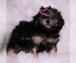 Small #2 Goldendoodle (Miniature)