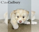 Small Photo #3 Pomsky Puppy For Sale in WINDERMERE, FL, USA