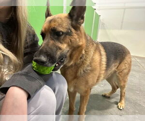 Gracie - Female German Shepherd Dog Dog for Adoption - Photo #3