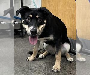German Shepherd Dog-Unknown Mix Dogs for adoption in Forestville, MD, USA