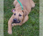 Small #3 Black Mouth Cur-German Shepherd Dog Mix