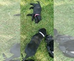 Small #7 Labrador Retriever