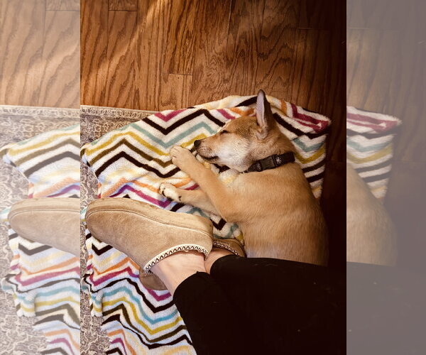 Medium Photo #20 German Shepherd Dog-Unknown Mix Puppy For Sale in Holly Springs, NC, USA