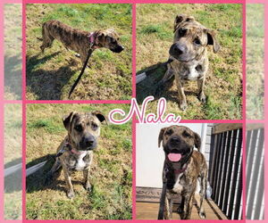 Nala - Female Mastador Dog for Adoption - Photo #5