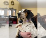 Small #1 Bluetick Coonhound Mix