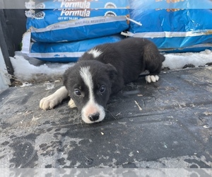 Border Collie Puppy for sale in VERNAL, UT, USA