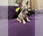 Image preview for Ad Listing. Nickname: Cruella