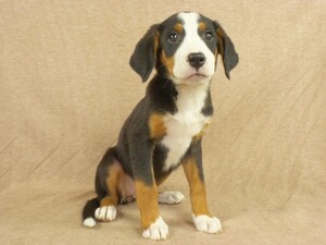 Bernese Mountain Dog-Greater Swiss Mountain Dog Mix Puppy for sale in RIVERSIDE, IA, USA