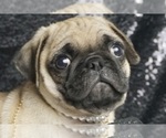 Small Photo #3 Pug Puppy For Sale in WARSAW, IN, USA