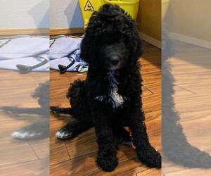 Goldendoodle Puppy for Sale in SOUTH HILL, Washington USA