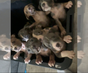 American Bully Puppy for Sale in RICHMOND, Virginia USA