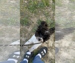 Small Photo #6 Poodle (Toy) Puppy For Sale in ZEBULON, NC, USA