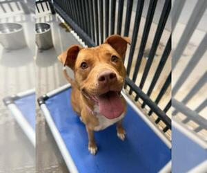 Mutt Dogs for adoption in Santa Maria, CA, USA
