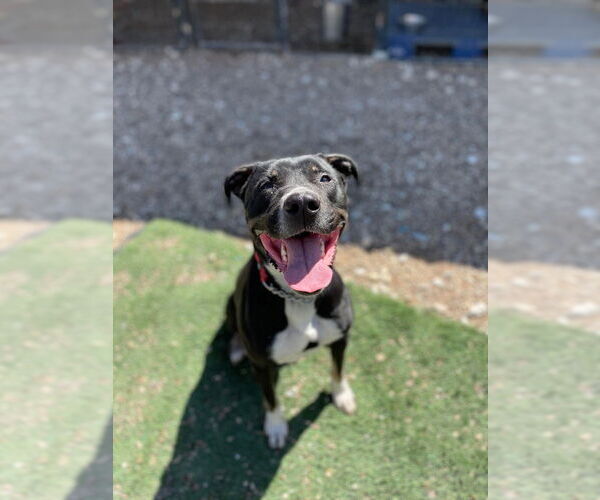 Medium Photo #12 Mutt Puppy For Sale in Foristell, MO, USA