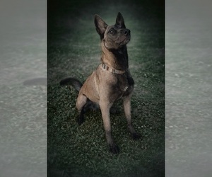Mother of the Belgian Malinois puppies born on 03/23/2026