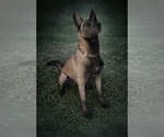 Small Photo #1 Belgian Malinois Puppy For Sale in TRENTON, GA, USA
