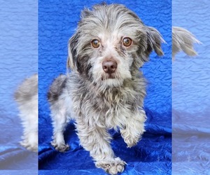 Mal-Shi Dogs for adoption in Cuba, NY, USA