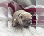 Small Photo #9 French Bulldog Puppy For Sale in RICHLAND, IA, USA