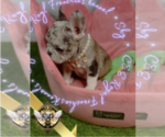 Small Photo #4 French Bulldog Puppy For Sale in CHARLESTON, SC, USA