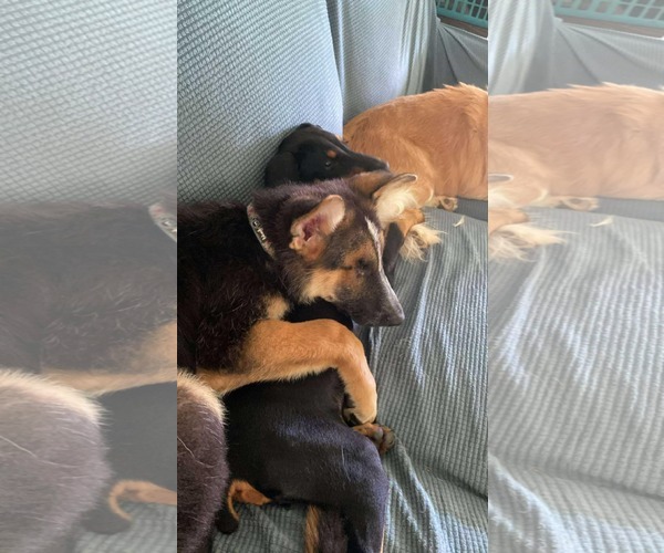 Medium Photo #2 German Shepherd Dog Puppy For Sale in La Grange , NC, USA