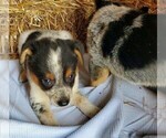 Small Australian Shepherd-Tenterfield Terrier Mix