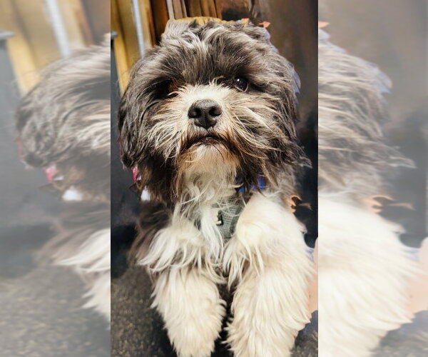 Medium Photo #3 Shih Tzu-Unknown Mix Puppy For Sale in Mundelein, IL, USA
