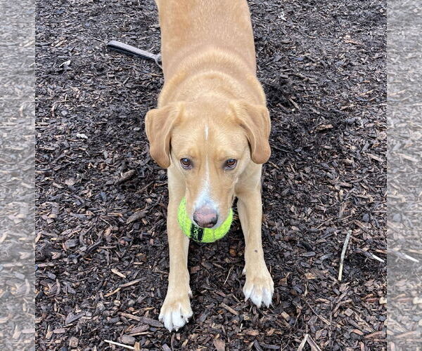Medium Photo #9 Labrenees Puppy For Sale in Techny, IL, USA