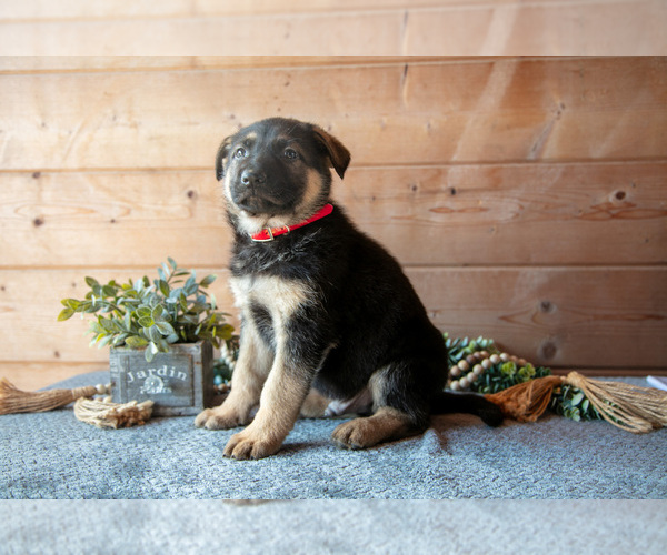 Medium Photo #1 German Shepherd Dog Puppy For Sale in GORDONVILLE, PA, USA