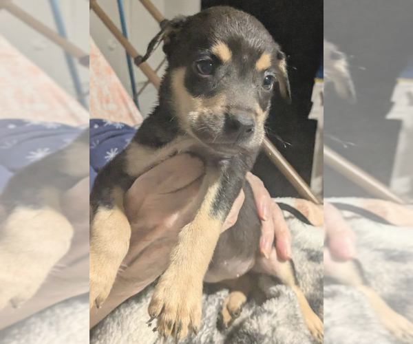 Medium Photo #4 Mutt Puppy For Sale in Decatur, GA, USA