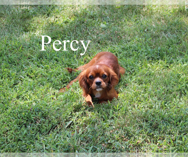 Medium Photo #2 Cavalier King Charles Spaniel Puppy For Sale in CHANUTE, KS, USA