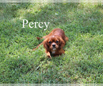 Small #1 Cavalier King Charles Spaniel