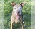 Small #1 Chocolate Labrador retriever Mix