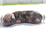 Small #8 Pug