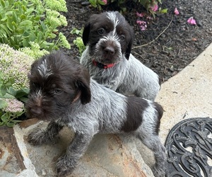 Wirehaired Pointing Griffon Puppy for sale in MEANSVILLE, GA, USA