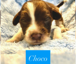 Portuguese Water Dog Litter for sale in BAYTOWN, TX, USA