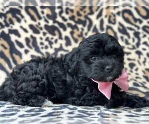 Poovanese Puppy for sale in LANCASTER, PA, USA