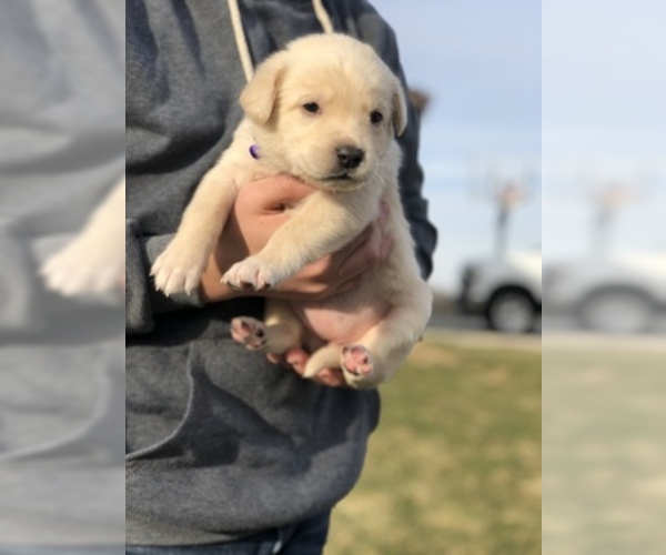 Medium Photo #5 Goberian-Golden Labrador Mix Puppy For Sale in ROSSVILLE, IN, USA