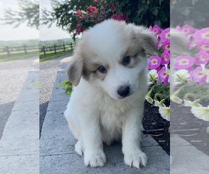 Great Pyrenees Puppy for sale in CANOGA, NY, USA