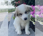 Image preview for Ad Listing. Nickname: Gordan