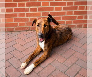 Mutt Dogs for adoption in Unionville, PA, USA