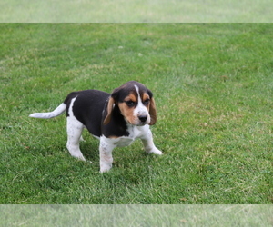 Beagle Puppy for sale in SHILOH, OH, USA