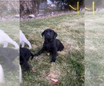 Puppy Yellow Labrador Retriever