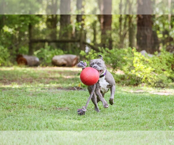 Medium Photo #14 Mutt Puppy For Sale in  Gainesville, FL, USA