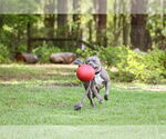 Small #13 Mutt