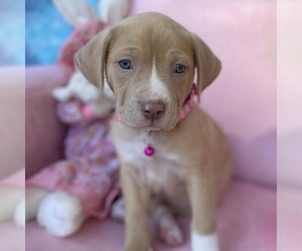 Medium Photo #1 Labrador Retriever-Unknown Mix Puppy For Sale in San Diego, CA, USA