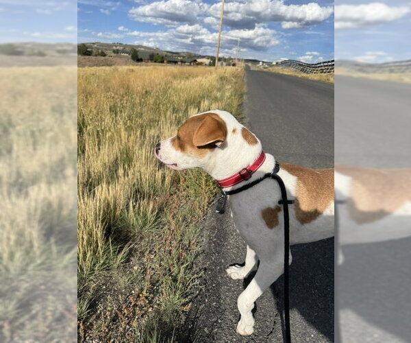 Medium Photo #3 Mutt Puppy For Sale in MIDWAY, UT, USA