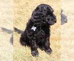 Puppy Patriot Goldendoodle