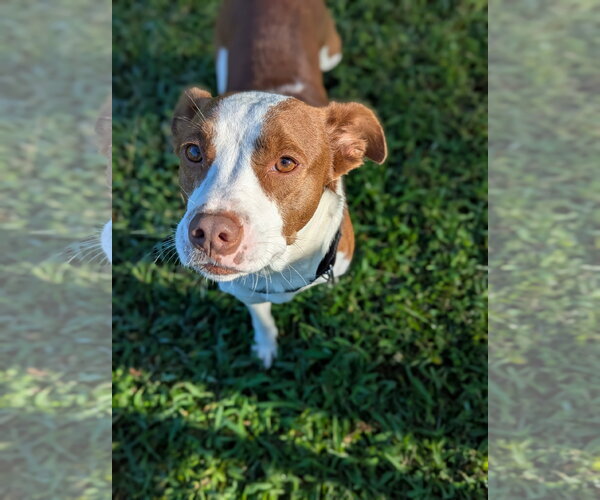 Medium Photo #4 Rat Terrier-Unknown Mix Puppy For Sale in Holly Springs, NC, USA