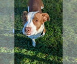Small #3 Rat Terrier Mix